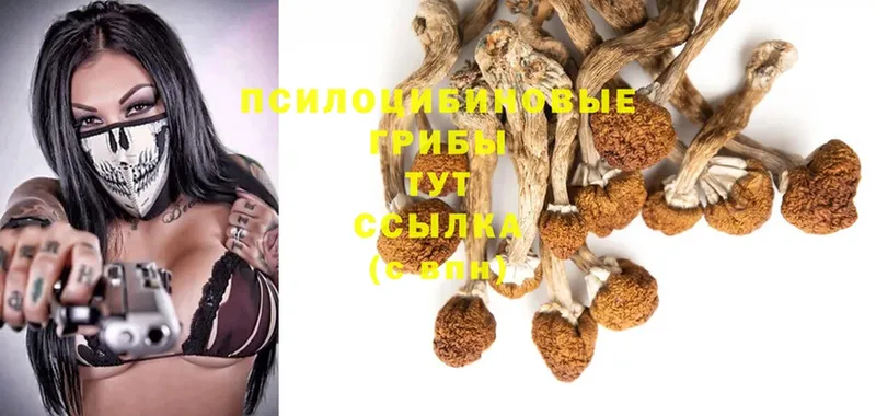 Галлюциногенные грибы Psilocybine cubensis  купить наркоту  Каменск-Шахтинский 